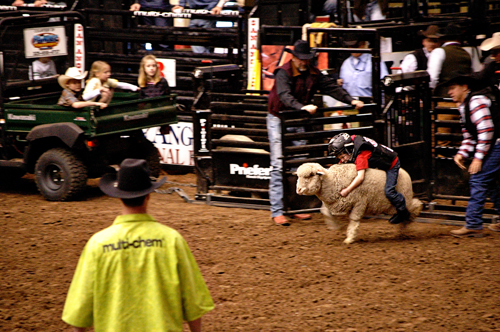 Rodeo Mutton Bustin MBCL 04.jpg